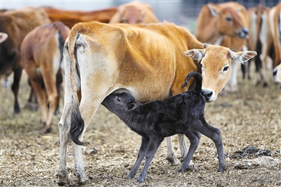 澳大利亚和牛海南儋州借腹产子 带动养牛农户致富