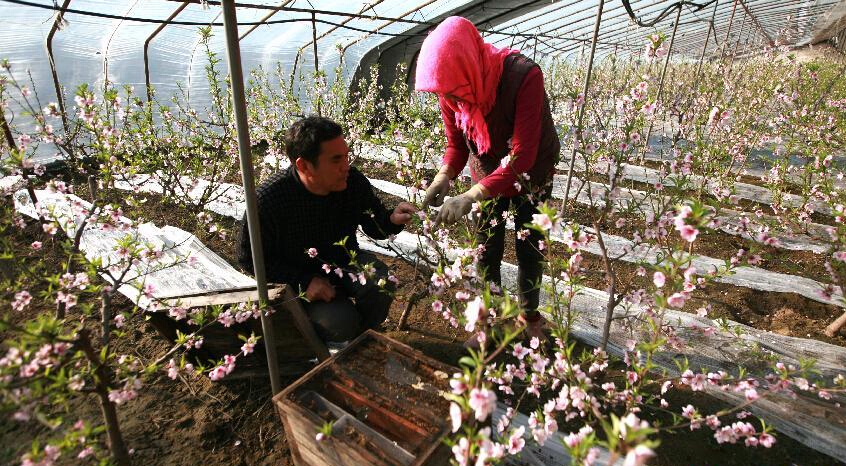 天津:租用蜜蜂授粉忙