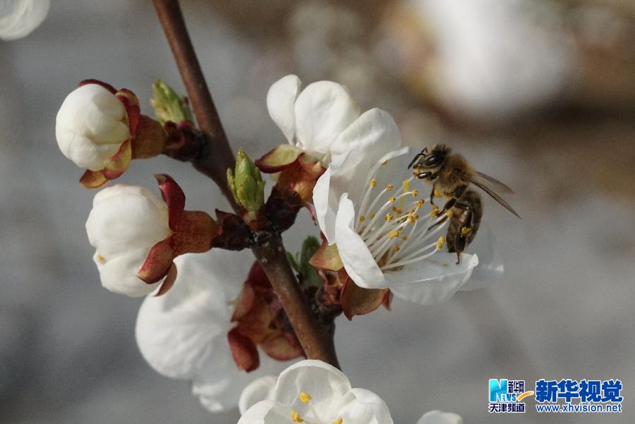 天津:租用蜜蜂授粉忙2