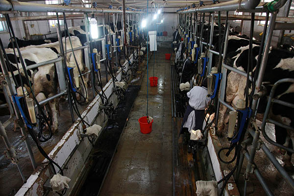 1月13日,河北丰宁满族自治县一奶牛养殖牧场工人给奶牛挤奶。