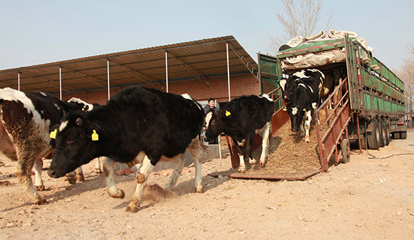 1月13日,河北丰宁满族自治县一奶牛养殖牧场将刚刚从外地购进的良种奶牛放入牧场。