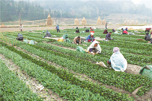贵州三都县茶叶苗圃面积已达1000亩