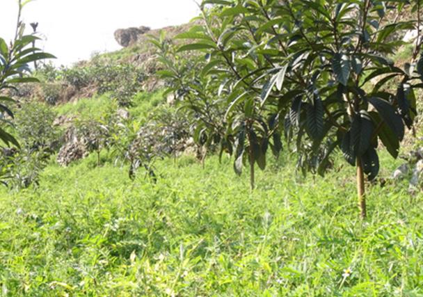 云南大关县果园套种绿肥长势良好