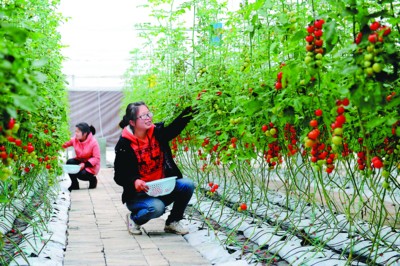 ���ؼ�����Ա���ڲ�ժС��������