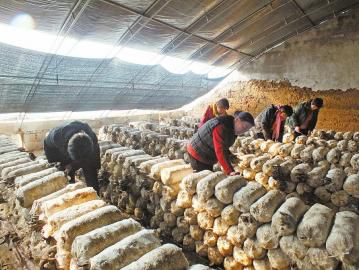 ɽ������������ʳ�þ��������