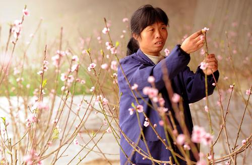 ��1��15�գ��ӱ�ʡ��������ʥ����ʢ�������ִ�ũҵ԰�������ڶ��һ������˹��ڷۡ�