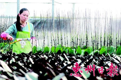 广东惠州市:跟着合作社种花木一年收入10万