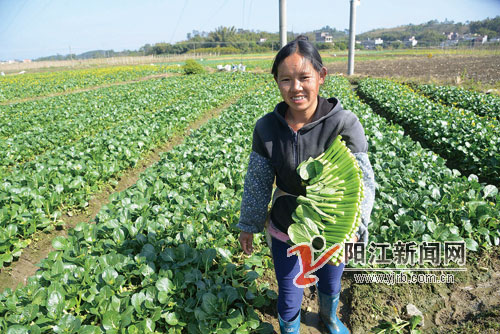 广东阳江市春湾今年首批供港澳蔬菜上市