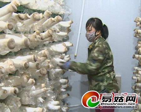 新疆兵团八师一四三团新产杏鲍菇销往南北疆市场