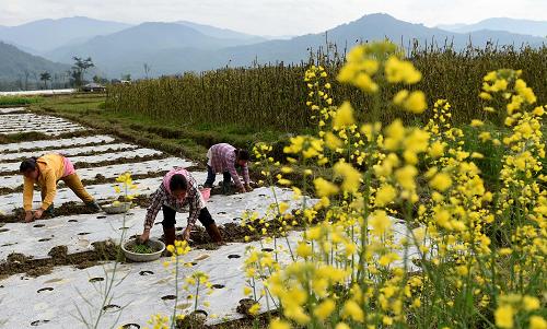 云南:傣乡人勤春早