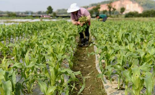 1月14日,云南省德宏傣族景颇族自治州芒市风平镇法帕村的傣族农民在玉米地里劳作。