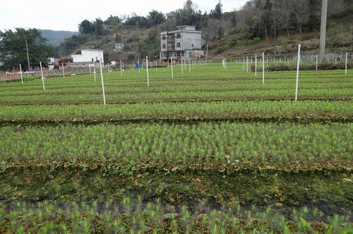 ��������ĺ�������ö�������조��ɫ��ũҵ