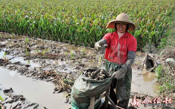 广东江门市新会区大鳌慈姑量少价高