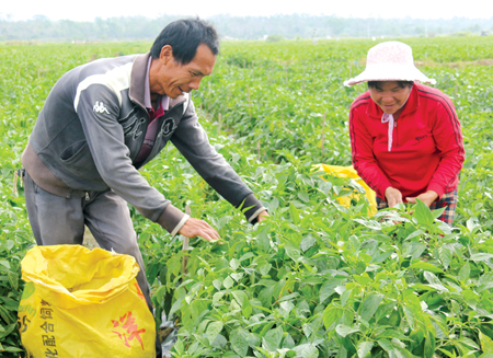 海南临高县冬季瓜菜喜获丰收