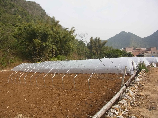 广西天等县大力种植密本南瓜