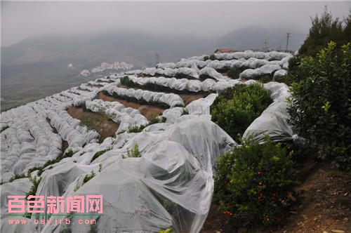 广西西林为沙糖桔披上“保暖衣”