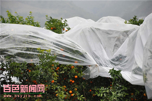 广西西林为沙糖桔披上“保暖衣”2