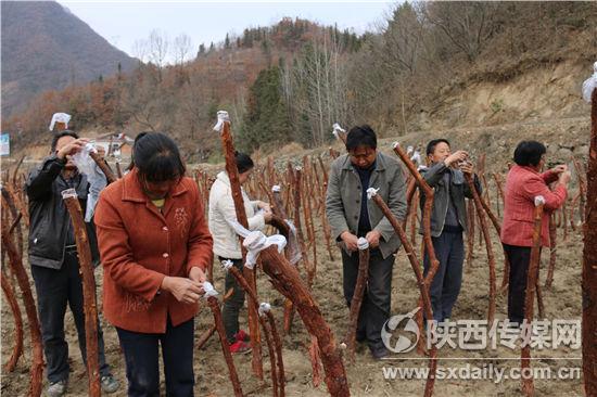 ľҵ򻪣УöֲõøĤõ޽ӶϿ