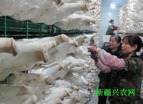 新疆兵团第八师一四三团工厂化生产的绿色无公害食用菌受青睐
