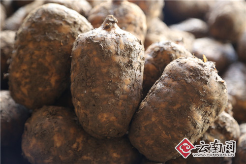 云南:彝良小草坝有机天麻带动当地麻农增收致富