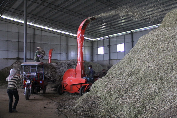 广西横县桑枝种菇促农增收300万