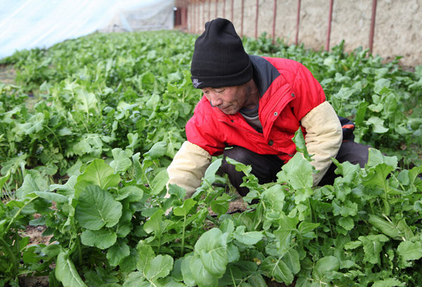 新疆哈巴河县冬季蔬菜大棚内绿意正“浓”