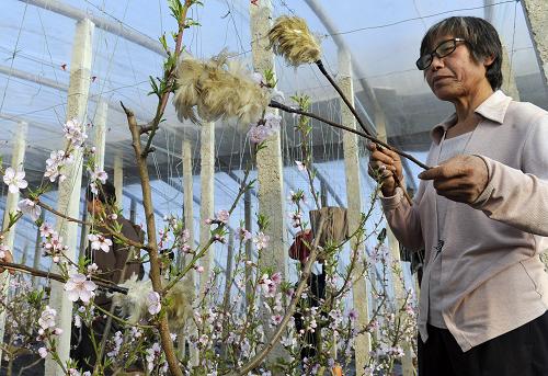 1��21�գ��ӱ�ʡ��ͷ��Ӫ��������ׯ��İ�Ķ������ֲ���صĹ�����Ա��Ϊ�һ��˹��ڷۡ�