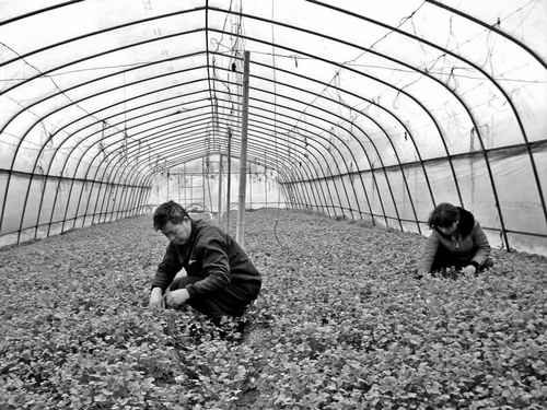 湖南双清区大棚蔬菜基地一派盎然生机