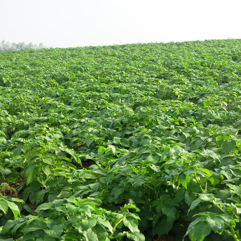 广西贵港港南区推广良种良法助秋冬种马铃薯增产增收