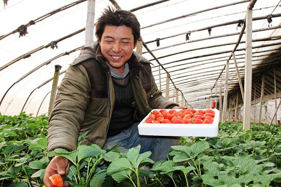 С��ݮ���ӱ�������ũ�������¸�·