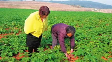 广西贵港市利用山坡地种植马铃薯喜获成功