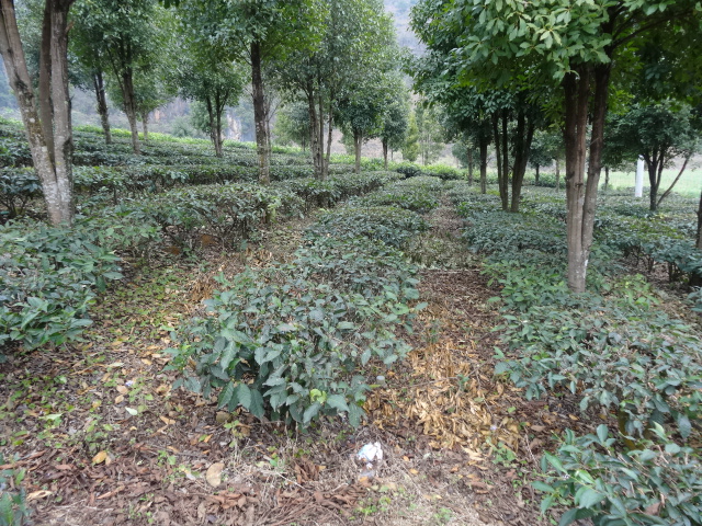 ���Ϲ����ذ����������չ��԰��������ָ������