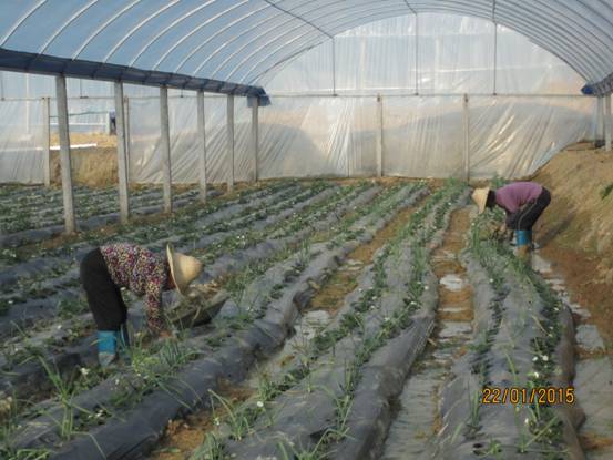 福建将乐:草莓棚下种,大蒜来帮忙