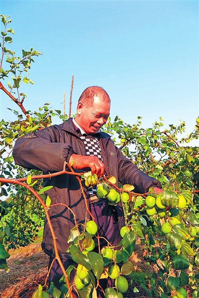 广西贵港:两亩青枣园 孜孜探索路