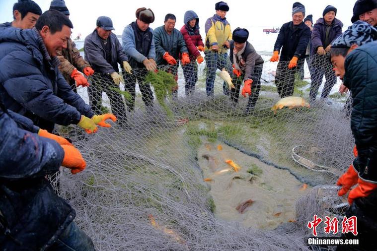 图为新疆博斯腾湖的捕鱼者们起网收鱼