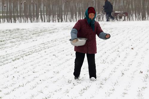 1��29�գ�ɽ��ʡ������۰����۰�ǽֵ�����һ��ũ���Է�Ӣ��ѩ�������ʩ�ʡ�