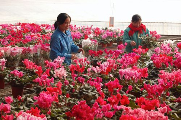 ɽ����Ӫ������150�����껨��ӭ����������