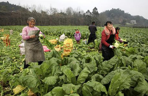 四川眉山:订单蔬菜收获忙