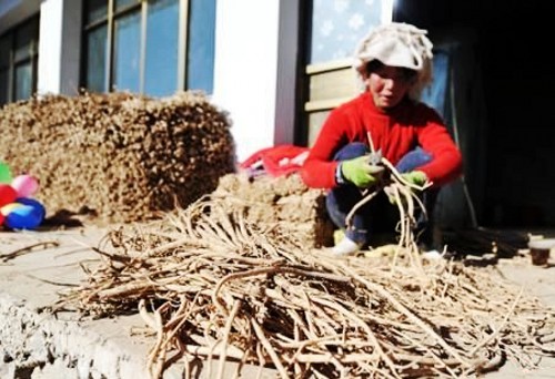 ������ҩ��Я��̨����׼���⡰�������г�