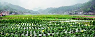 贵州罗甸无公害蔬菜走向广阔市场