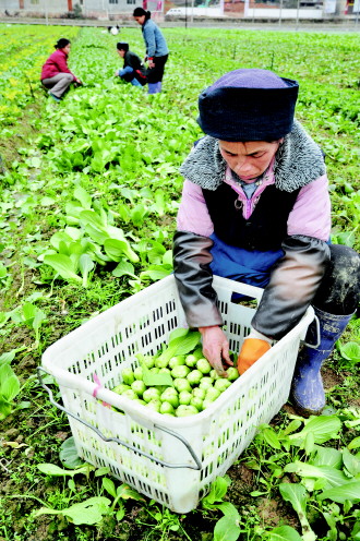 罗甸县边阳镇绿青菜园工人正在整理即将上市的蔬菜。