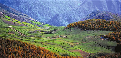 “南美人参”玛咖落户四川峨边县