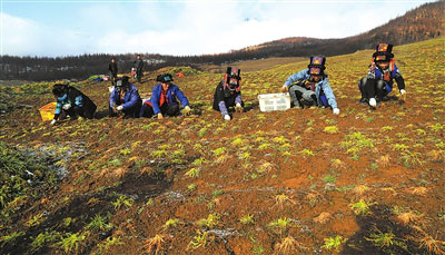 村民在田野里扯玛咖