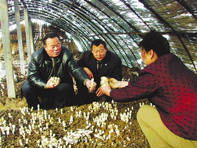 ɽ�������У�������ֲʳ�þ�