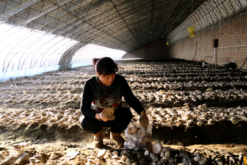 �ӱ���������ʳ�þ���Ʒ�֡��ӱ�������Ұ������ɹ�