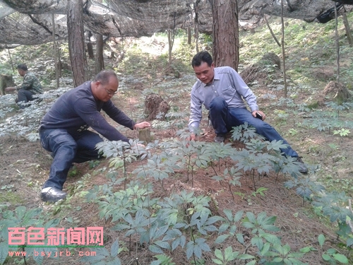 ������������ҩ�������ٴٷ�չ