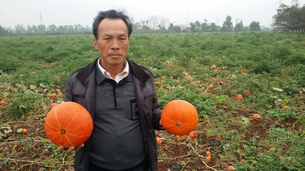 海南澄迈20万斤小南瓜急盼收购 每斤只要0.6元