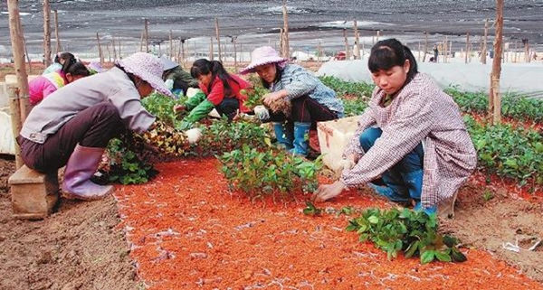 ���������ƽ�ũ���ҵ�ṹ���� ��չɽ�Ͳ���ֲ