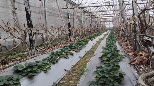 �����˰����������ﶬ���� ���ֲ�ݮ����Ǯ