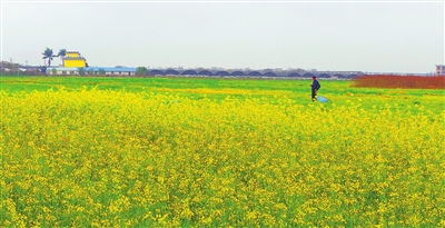 ������ƽ���Ͳ˻���ǰ����